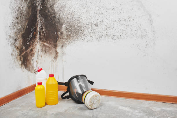 Best Kitchen Mold Remediation in Angels, CA