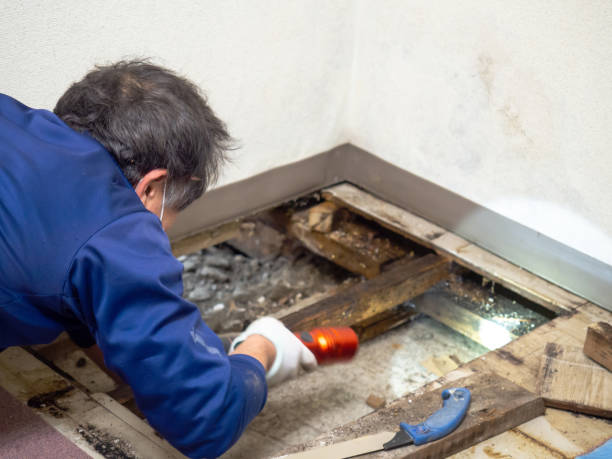  Angels, CA Mold Removal Pros