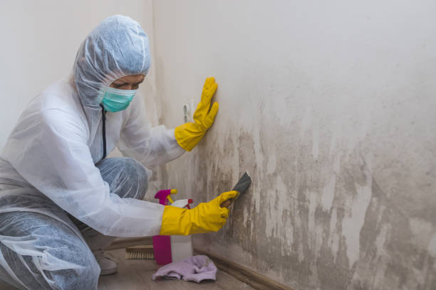 Professional Mold Remediation in Angels, CA