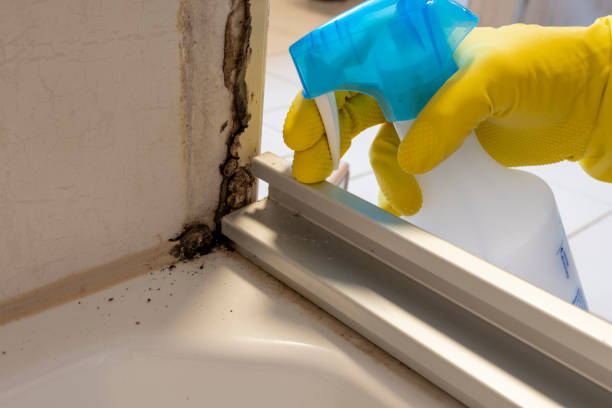 Best Commercial Mold Remediation in Angels, CA