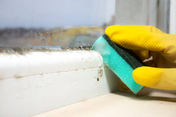 Best Post-Flood Mold Remediation in Angels, CA