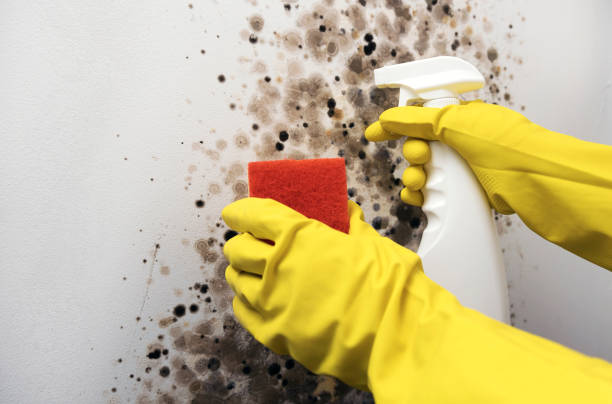 Best Attic Mold Remediation in Angels, CA