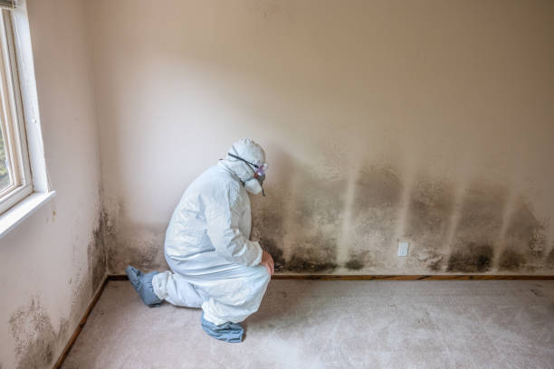 Best Basement Mold Remediation in Angels, CA