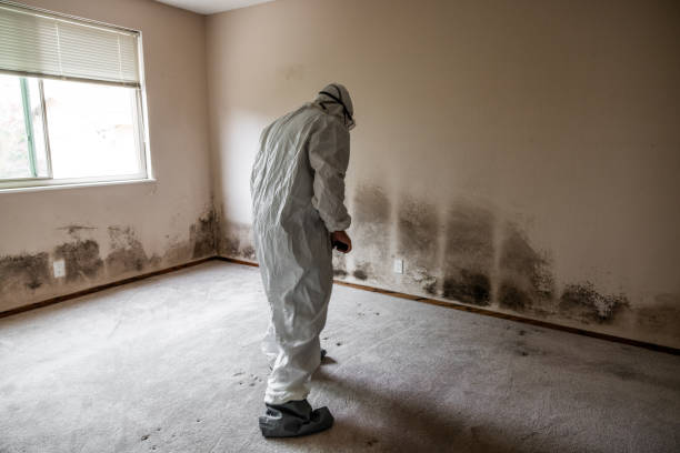 Best Industrial Mold Remediation in Angels, CA