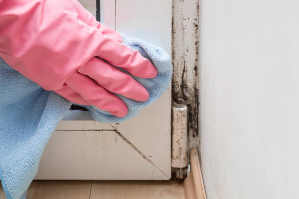 Best Preventive Mold Services in Angels, CA