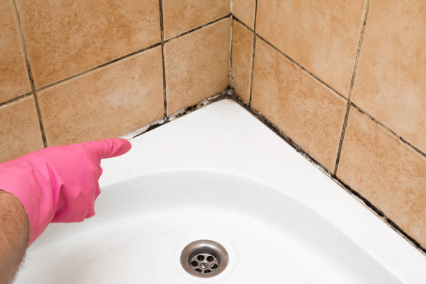 Best Emergency Mold Remediation in Angels, CA